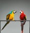 Two parrots fighting