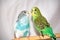 Two parrots. Green and blue parrots