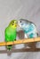 Two parrots. Green and blue parrots
