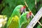 Two parrots green in tropical forest birds