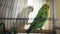 Two parrots, green and white, sitting on percht in cage