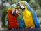 Two Parrots kindness - colorful tropical birds Pantanal, Brazil