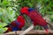 Two parrots kiss - love birds