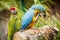 Two Parrots on a log within a tropical setting