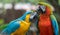 Two parrots macaw, together, love, connecting