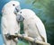 Two parrots sitting on a branch.