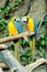 Two parrots together on a branch