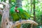 Two parrots on a tree