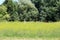 Two partially rusted old white metal soccer football goal posts without nets left on large field surrounded with tall uncut grass