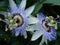 Two passion flowers