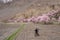 Two passu village boys with cherry blossum tress background