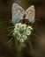 Two pastel blue butterflies tail to tail