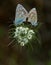 Two pastel blue butterflies tail to tail