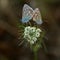 Two pastel blue butterflies tail to tail