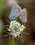 Two pastel blue butterflies tail to tail