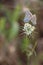 Two pastel blue butterflies tail to tail