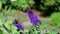 Two peacock butterflies - aglais io - on flowering blue butterflybush - Buddleja davidii - in garden.