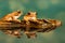 Two Peacock tree frogs Leptopelis vermiculatus. Reflections in the water