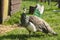 Two peacocks on the grassy paddock