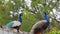 Two peacocks looking into each other`s eyes, mollerussa municipal park, lerida