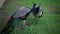 Two peacocks walk in the park in the summer