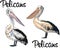 Two Pelican birds vector design element