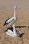 Two Pelican:Moore River Mouth Sandbar, Western Australia