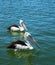 Two pelicans fishing in the ocean