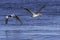 Two pelicans in flight over water