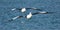 Two pelicans flying in formation