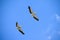 Two pelicans flying right above in the blue sky