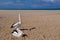 Two Pelicans: Indian Ocean Sandbar in Western Australia