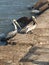 Two pelicans on the jetty