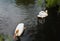 Two pelicans quarrel and swim to opposing directions