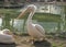 Two pelicans rest on the shore of a pond