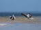 Two pelicans splashing water near Noosa Heads