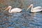 Two pelicans swimming