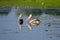 Two pelicans swimming next to each other in the yellow river kakadu national park australia