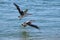 Two pelicans take off