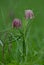 Two pendulous flowers of the snakeshead fritillary