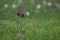 Two pendulous flowers of the snakeshead fritillary