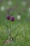 Two pendulous flowers of the snakeshead fritillary