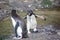 Two penguin in the arctic