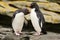 Two penguin. Rockhopper penguin, Eudyptes chrysocome, in the rock, water with waves, birds in the rock nature habitat, black and