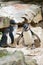 two penguins . black and white birds as a couple on land. animal photo in close up