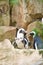 two penguins . black and white birds as a couple on land. animal photo in close up