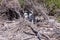 Two penguins on Boulder`s beach near Simons town