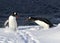 two penguins Gentu fighting on a snowy