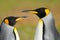 Two penguins. King penguin couple cuddling, wild nature, green background. Two penguins making love. in the grass. Wildlife scene