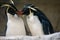 Two penguins kissing